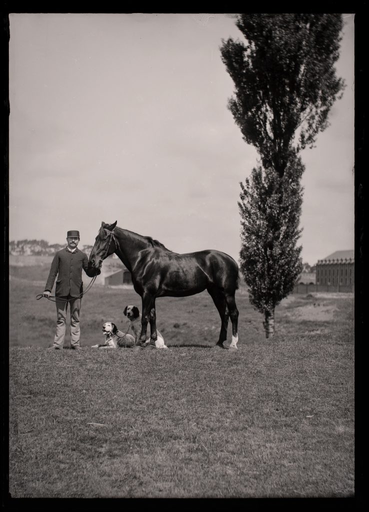 Horse and Hounds at the Ready: A handler steadies the hunter’s mount as the gun dogs await command.
